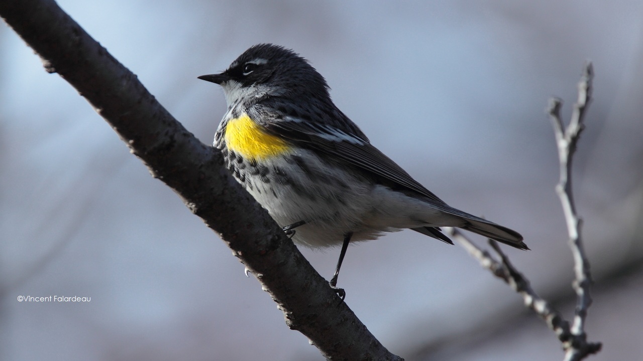 Yellow-rumped Warbler High Park